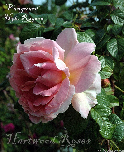 'Vanguard (hybrid rugosa, Stevens 1932)' rose photo