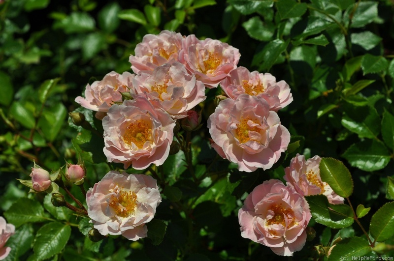 'Pink Skyliner' rose photo
