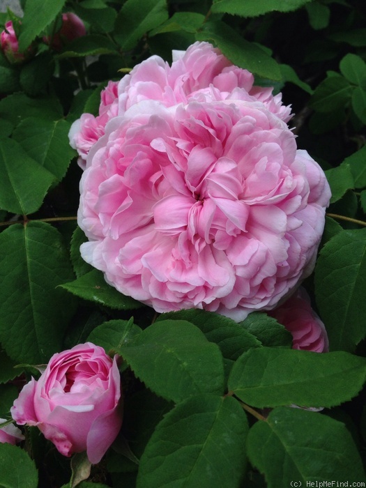 'Jacques Cartier' rose photo