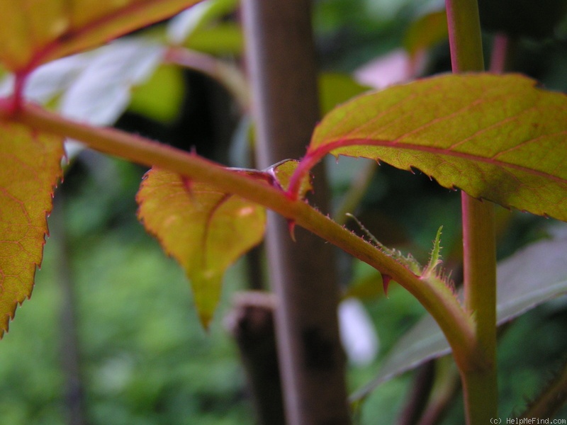 'Annie Laurie McDowell' rose photo