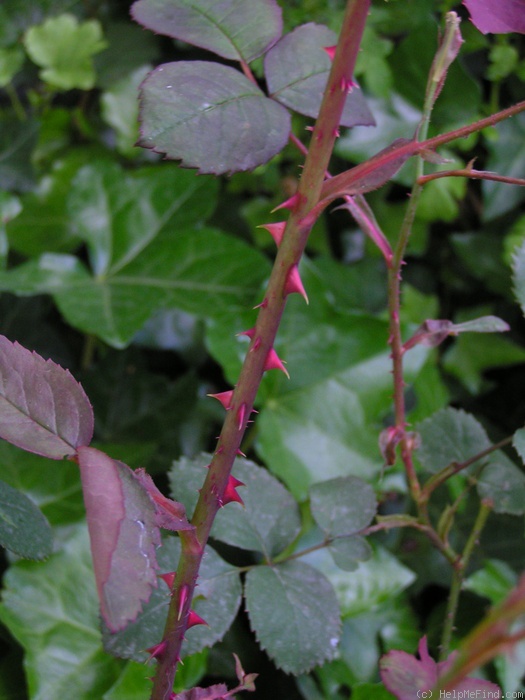 'Leopold Ritter' rose photo