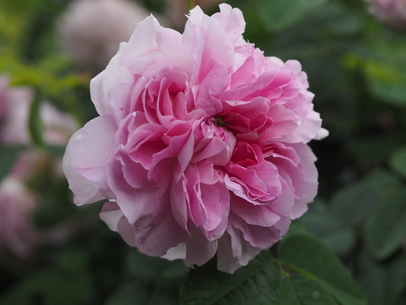 'Blush Hip' rose photo