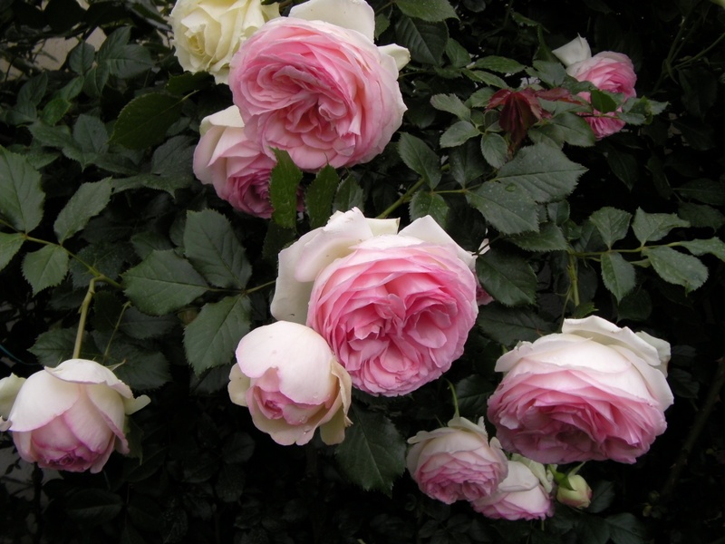 'Eden Rose 85' rose photo