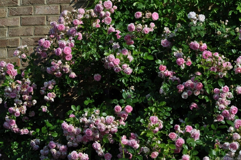 'Jasmina ™ (LCl, Kordes, 1996)' rose photo