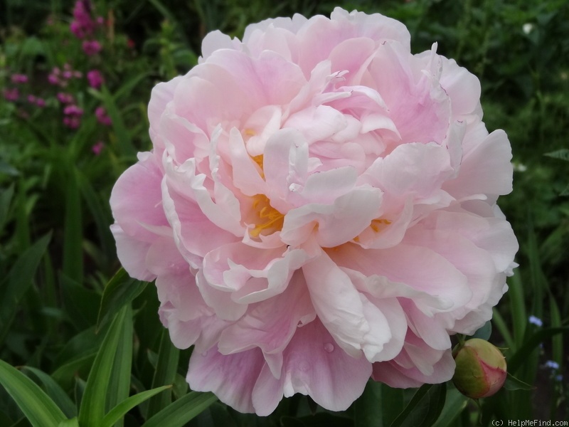 'Catharina Fontijn' peony photo