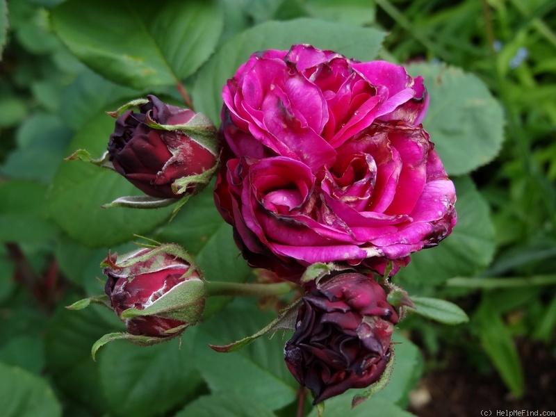 'Désirée Fontaine' rose photo