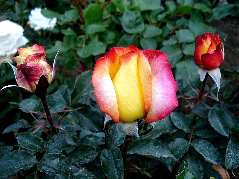 'Concours Lepine ®' rose photo