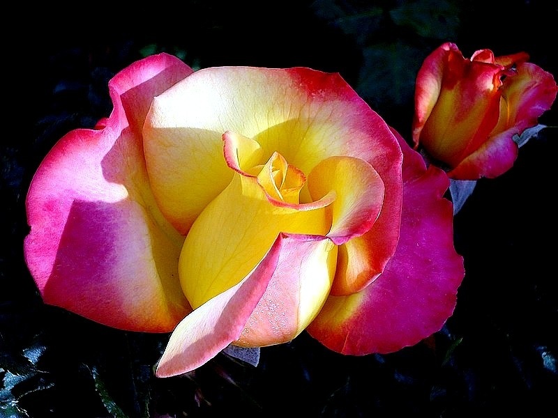 'Concours Lepine ®' rose photo