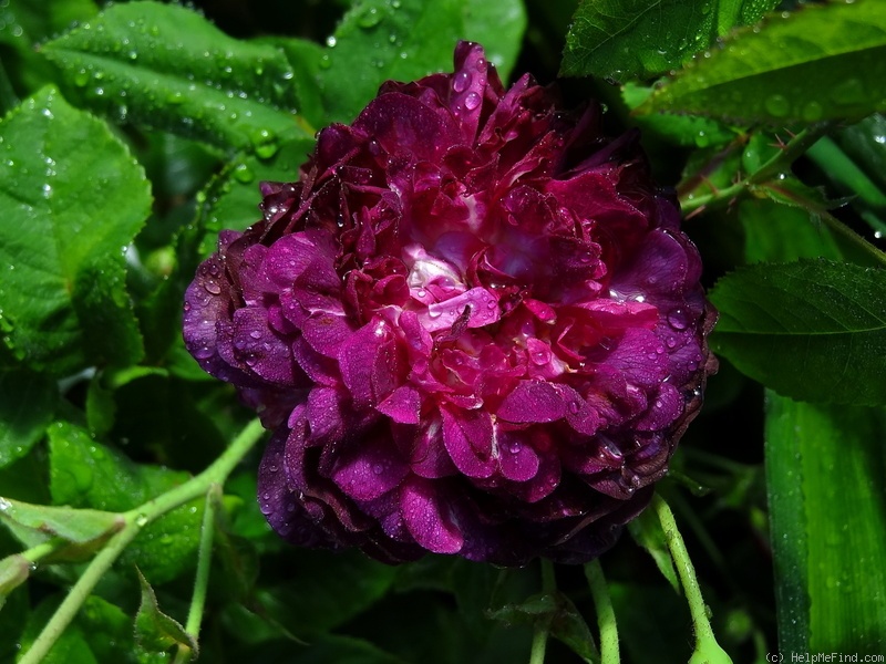 'La Négresse (damask, Vibert, 1842)' rose photo