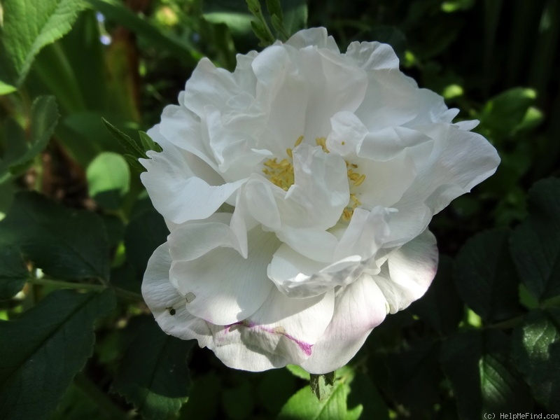 'Lac Majeau' rose photo