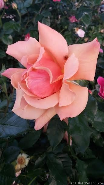 'Belle Époque (hybrid tea, Fryer before 1993)' rose photo