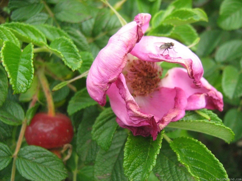 'Fru Dagmar Hastrup' rose photo