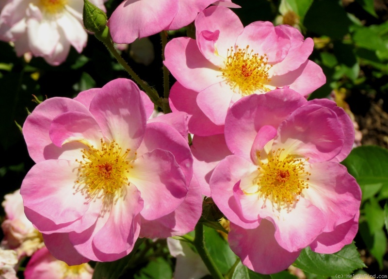 'Escapade ® (Floribunda, Harkness, 1962)' rose photo