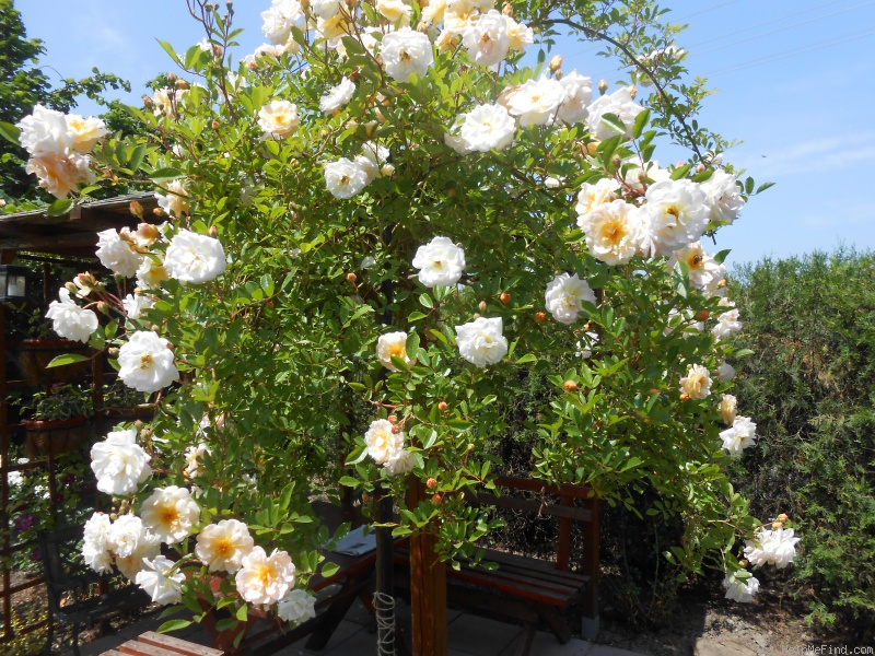 'Ghislaine de Féligonde' rose photo