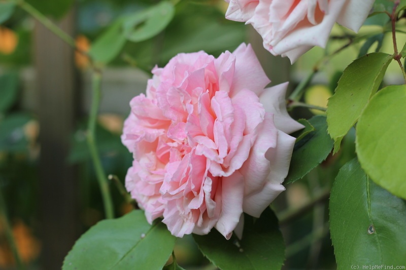 'Gloire de Dijon (Tea Noisette, Jacotot, 1849)' rose photo