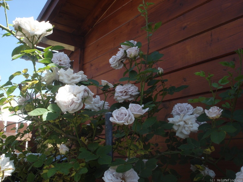 'Aschermittwoch (large flowered climber, Kordes, 1955)' rose photo