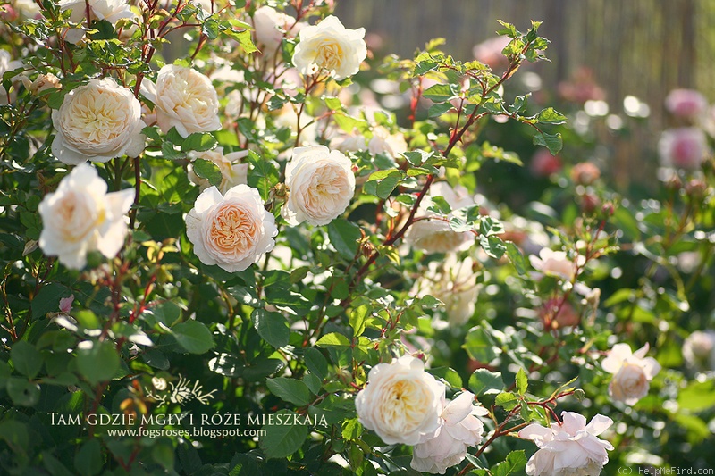 'Crocus Rose' rose photo