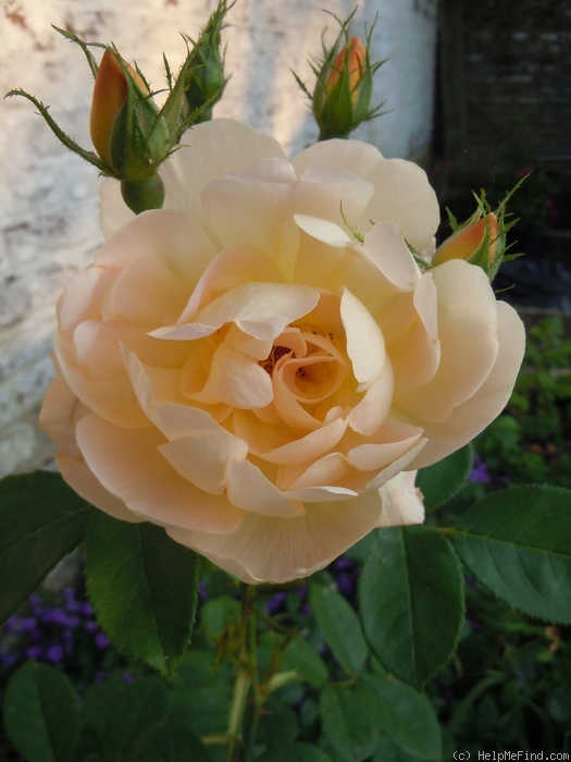'The Lark Ascending' rose photo