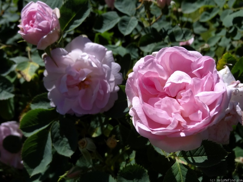 'Céleste (alba, syn. 'Celestial')' rose photo