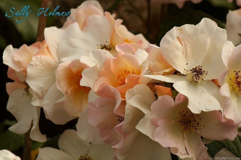 'Sally Holmes (Hybrid Musk, Holmes 1976)' rose photo
