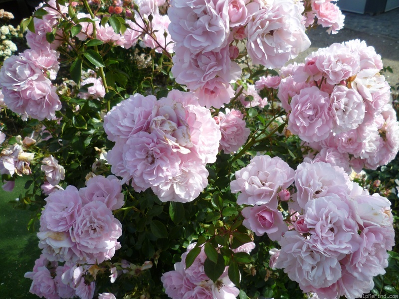 'Bonica '82' rose photo
