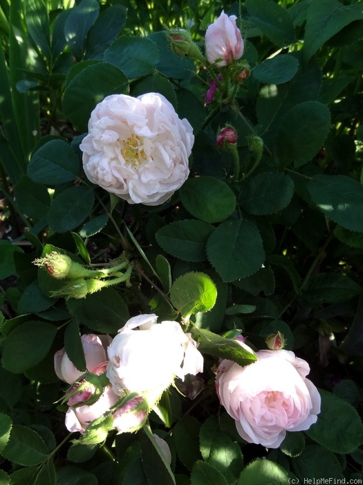 'Alfred de Dalmas' rose photo