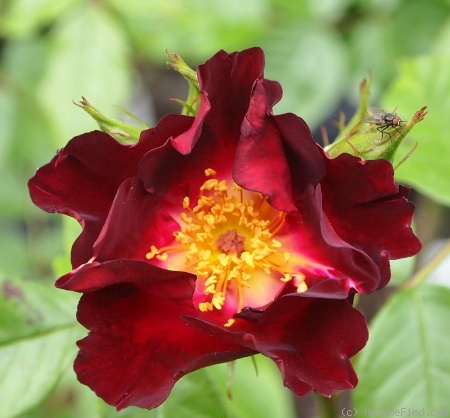 'Night Owl ™' rose photo