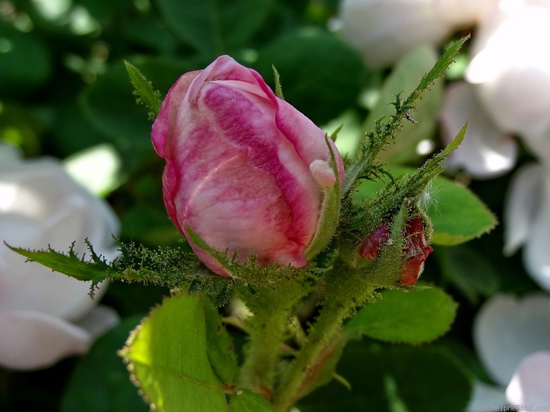 'Alfred de Dalmas' rose photo