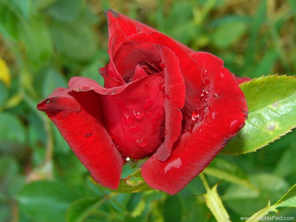 'Château d'Amboise®' rose photo