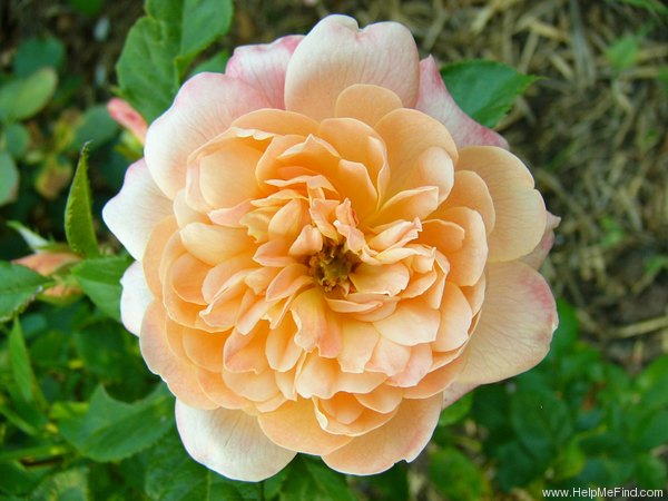 'Samaritan' rose photo