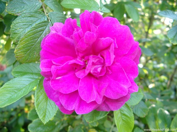 '<i>Rosa rugosa</i> 'Roseraie de l'Haÿ'' rose photo