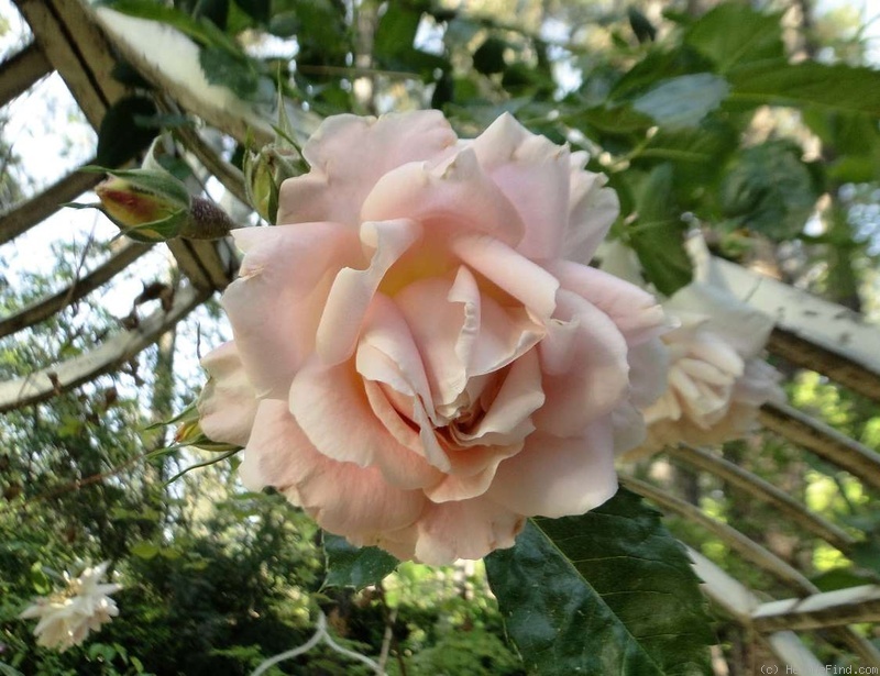 'Morgengruss' rose photo