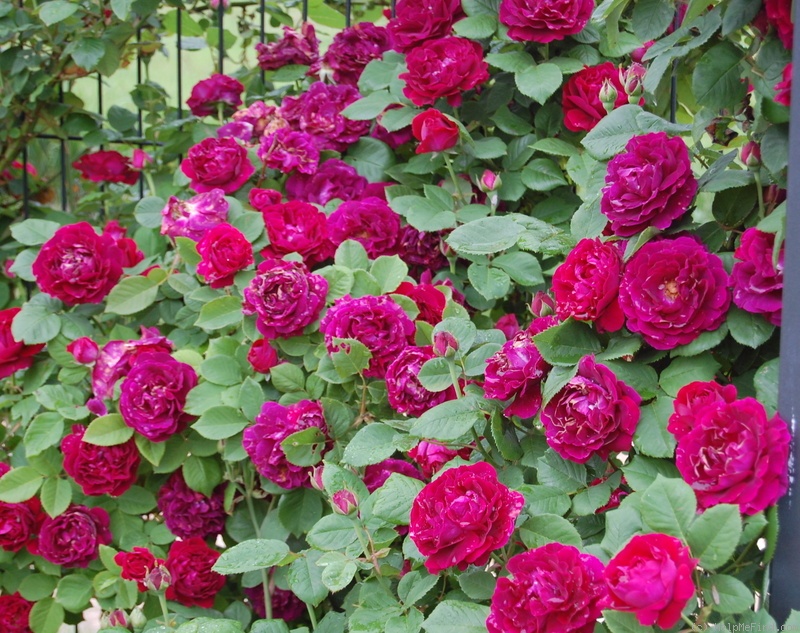 'Souvenir du Docteur Jamain (Hybrid Perpetual, Lacharme, 1865)' rose photo