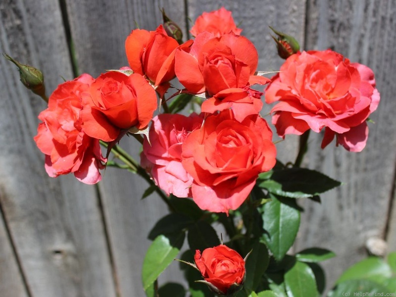'Hot Cocoa ™ (Floribunda, Carruth 2001)' rose photo