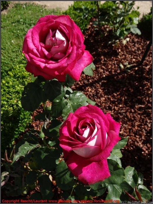 'Monica Bellucci®' rose photo