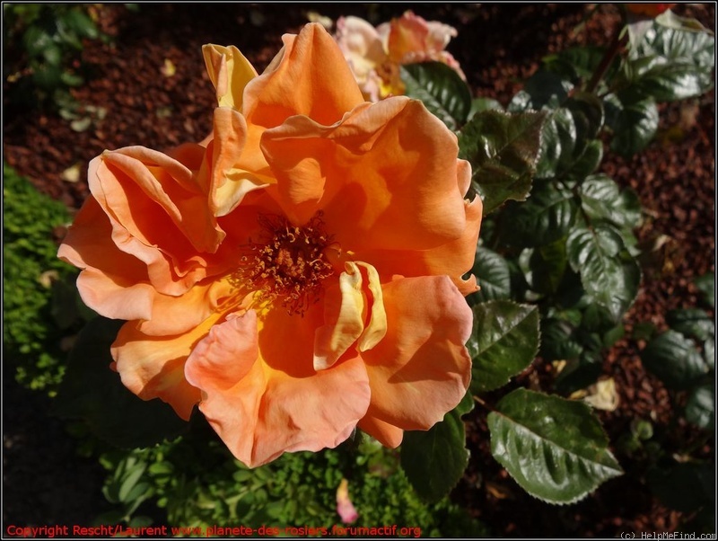 'Louis de Funès ®' rose photo
