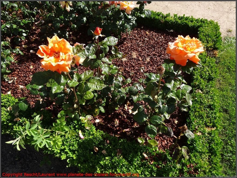 'Louis de Funès ®' rose photo