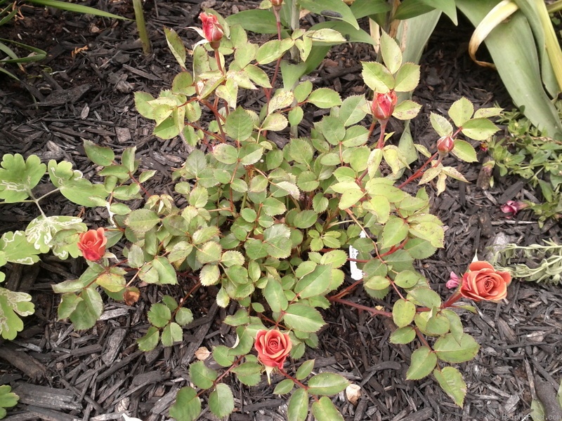 'Teddy Bear ™' rose photo