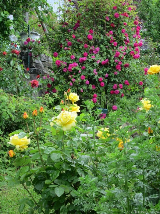 'Arthur Bell (Floribunda, McGredy, 1959)' rose photo