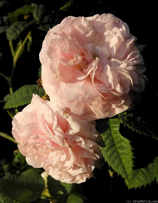 'Félicité Parmentier' rose photo