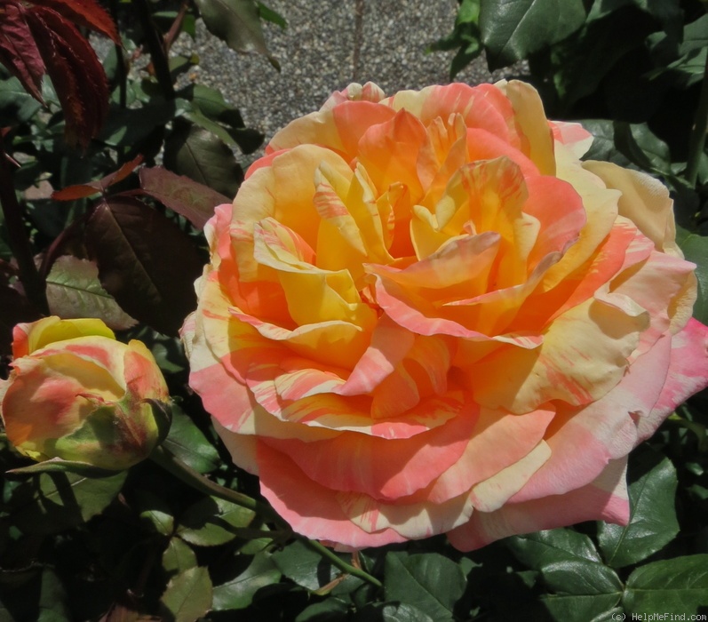 'Rainbow Niagara' rose photo