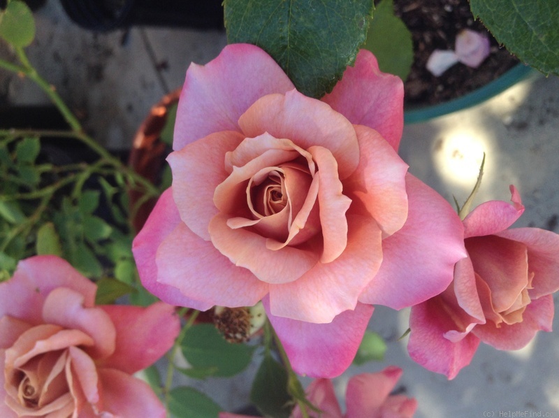 'Pam's Choice' rose photo