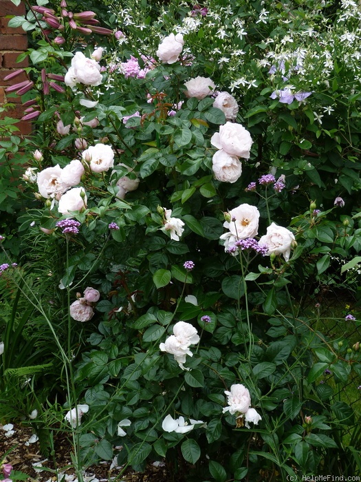'The Generous Gardener' rose photo
