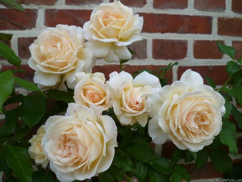 'Chandos Beauty' rose photo