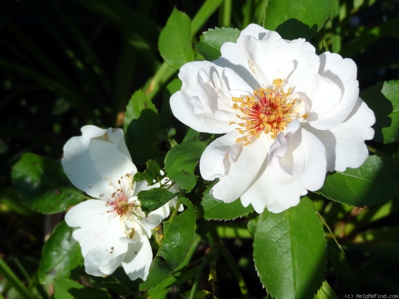 'Jacqueline du Pré (shrub, Harkness before 1986)' rose photo