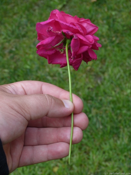 'Thomas à Becket' rose photo