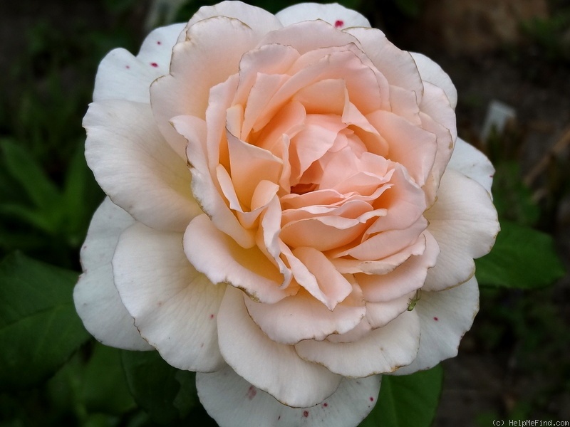 'Chandos Beauty' rose photo