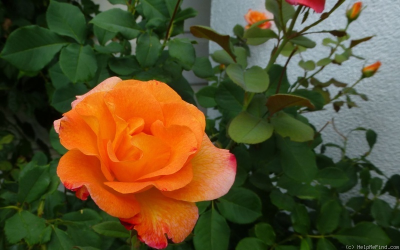 'Mardi Gras ™ (floribunda, Zary 2007)' rose photo