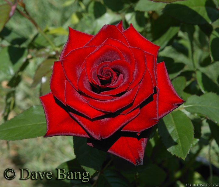 'Black Magic ® (hybrid tea, Evers/Tantau, 1995)' rose photo