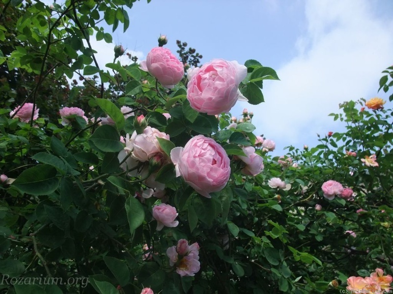 'Constance Spry' rose photo